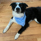 Galaxy Vets Doggie Bandana