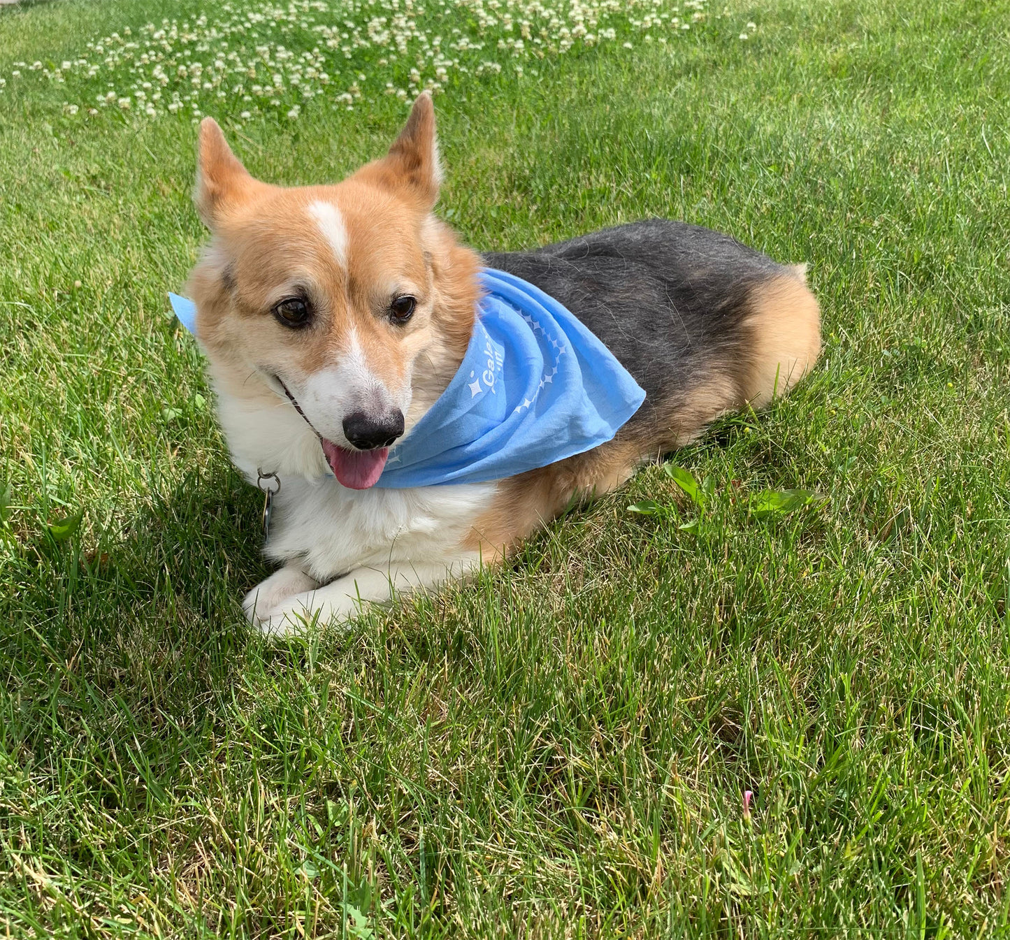 Galaxy Vets Doggie Bandana